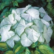 white caladium glowing in the garden