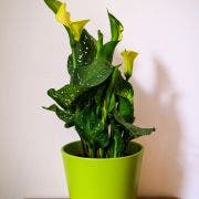 yellow calla lily houseplant