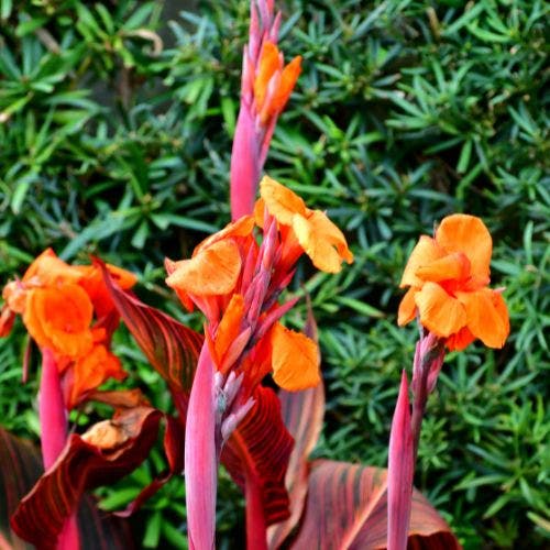 orange canna lily flowers