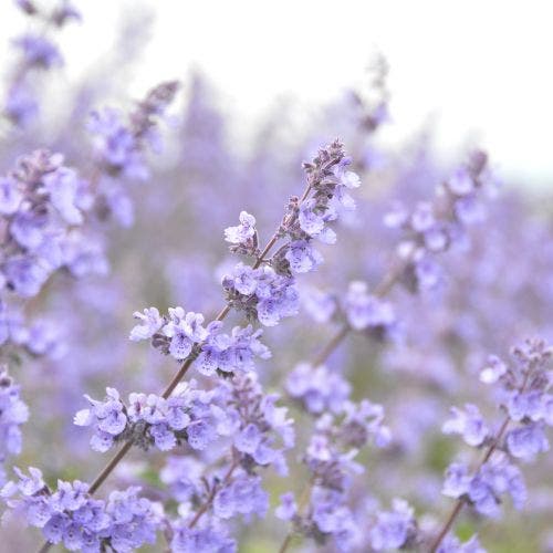purple blooms of catmint branches