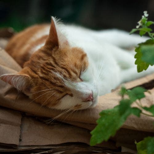 cat sleeping by catnip plant