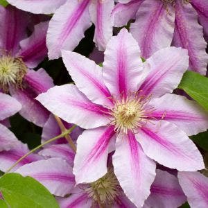 pink and white clematis flower closeup