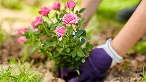 Container and Bareroot Planting Instructions Blog Link Container and Bareroot Planting Instructions Blog Banner