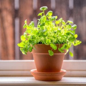 terra cotta garden container
