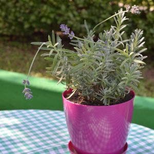 plastic garden container