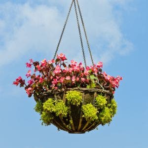 hanging basket with plants