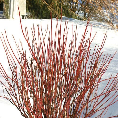 cornus arctic fire in winter