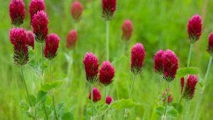 Plant Cover Crops to Enrich Garden Soil