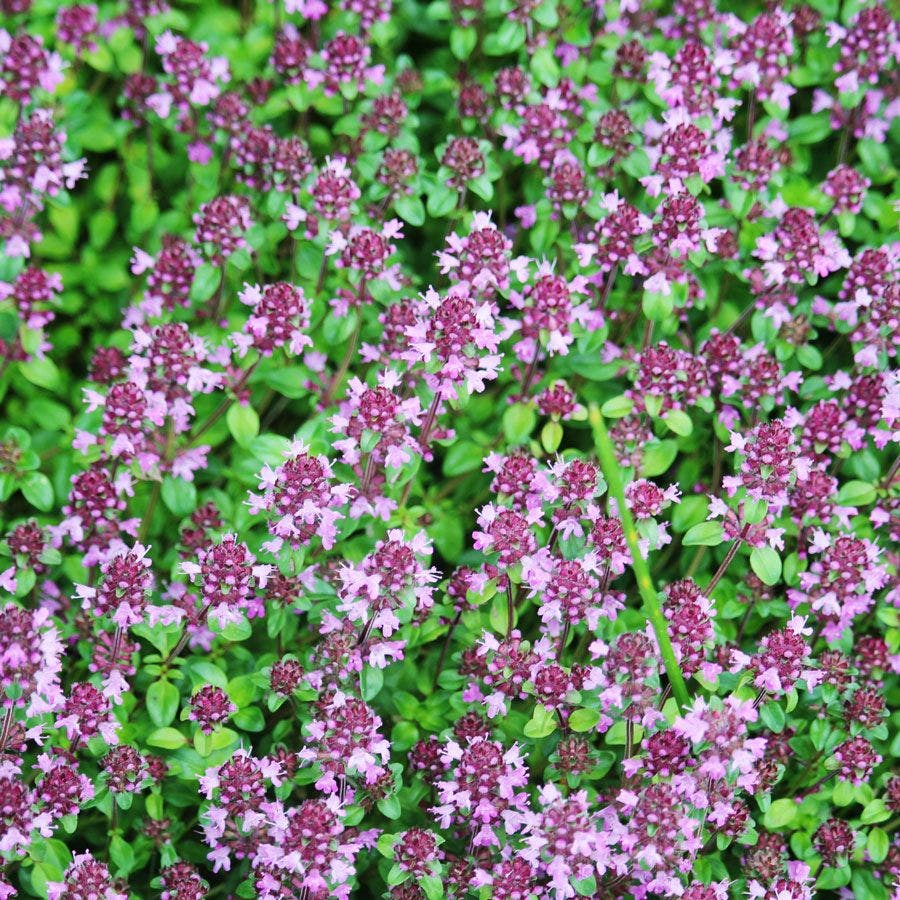 purple carpet creeping thyme