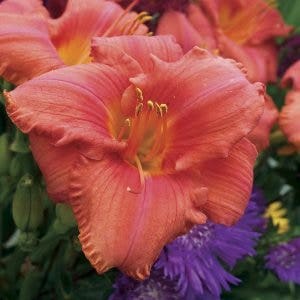 orange daylily