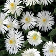 white delosperma flowers