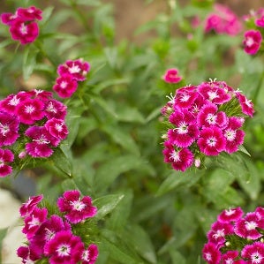 Dianthus barbatus/sweet William