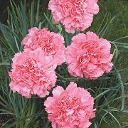 pink carnation flowers