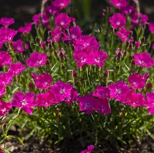 Dianthus grataniapolitensis/cheddar pink