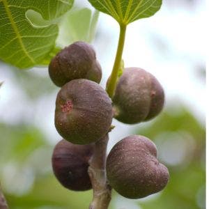 figs growing on a tree branch