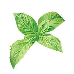 Herbs
