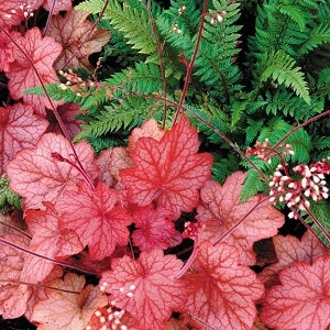 heuchera/coral bells