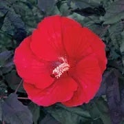 red hibiscus bloom closeup