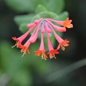 red honeysuckle flower