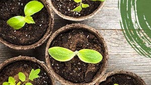 How to Start and Grow Seeds Indoors
