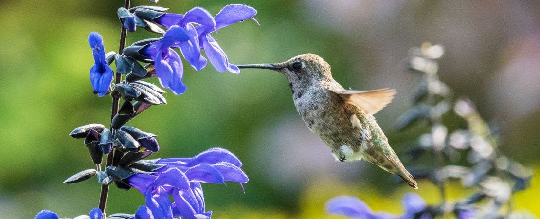 close up of hummingbird feeding on agastache flower