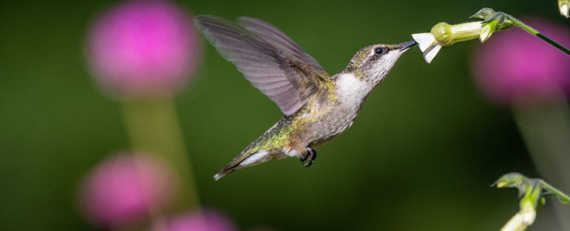 close up of hummingbird feeding from trumpet-shaped flower