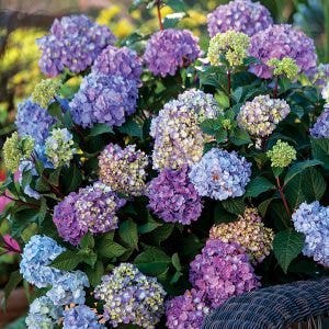 blue and purple hydrangea blooms