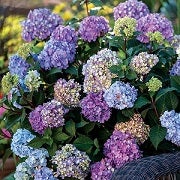 lots of blue hydrangea blooms