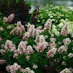 oakleaf hydrangea beginning to bloom