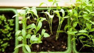 Top 10 Winter Vegetables to Grow