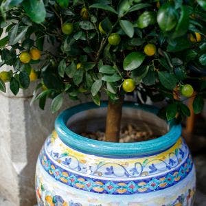 lemons growing on a tree in a colorful patio pot