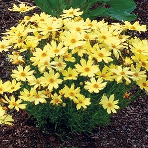 yellow coreopsis flowers