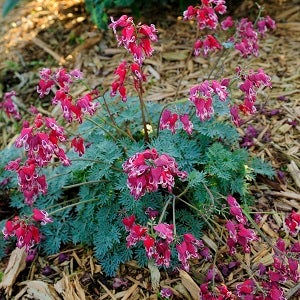 bleeding hearts in garden