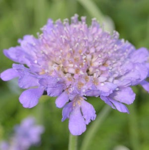 lavender blue scabiosa flower