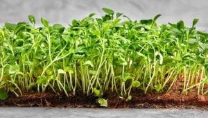 Microgreen Gardening Ideas