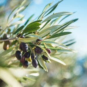 dark olives growing on a tree