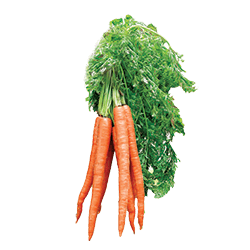 Organic