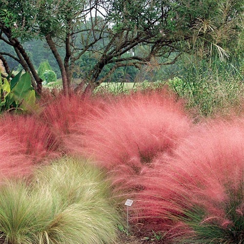 pink muhly grass