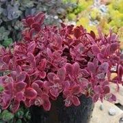 pink sedum in container