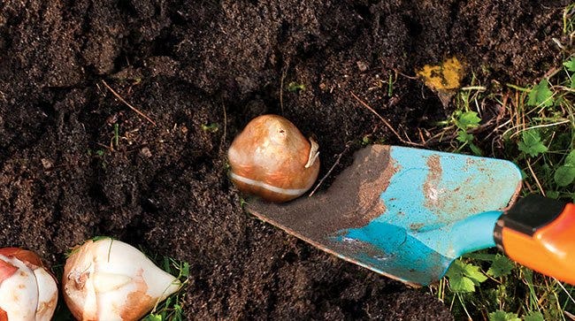planting bulbs with a trowel