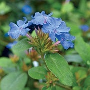 blue plumbago flowers closeup