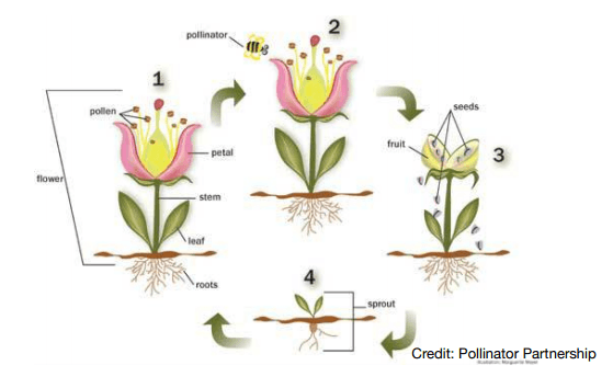 pollinator cycle graphic