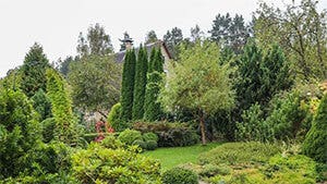 Pro Tips for How and When to Plant Trees Blog Banner