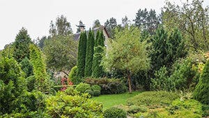 Pro Tips for How and When to Plant Trees Blog Link Pro Tips for How and When to Plant Trees Blog Banner