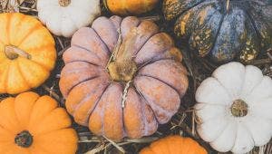 Which Type of Pumpkin to Grow?