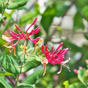 red honeysuckle flowers