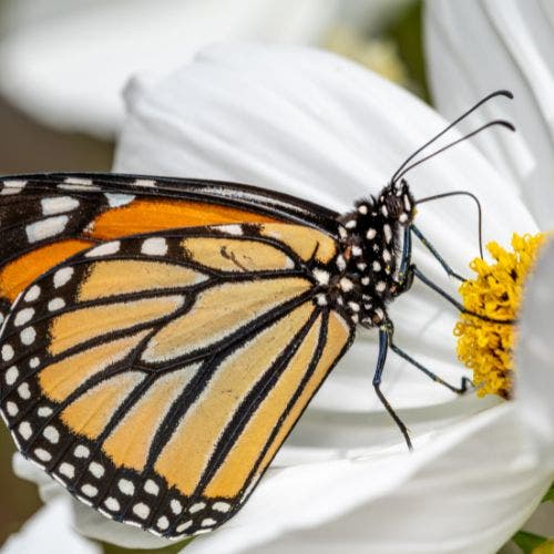 monarch butterfly on coreopsis flower