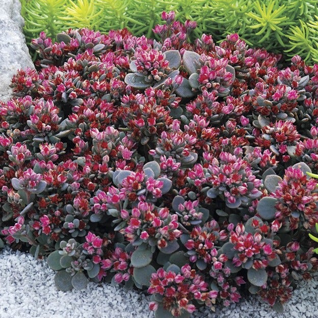 sedum