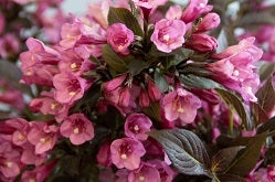 weigela shrubs with pink flowers