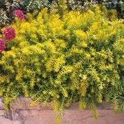 celery green sedum